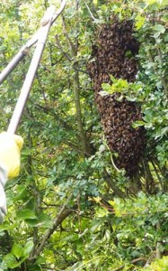 Large Swarm of Honey Bees