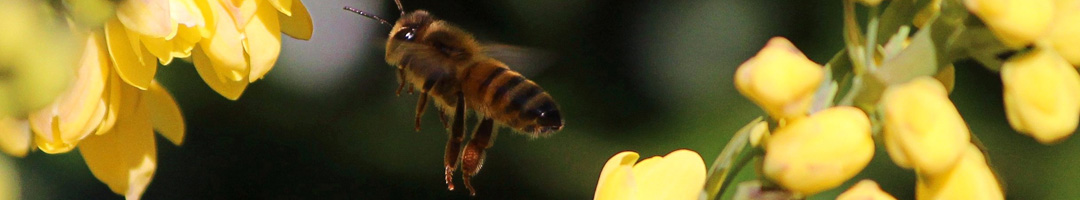 Honey bee flying