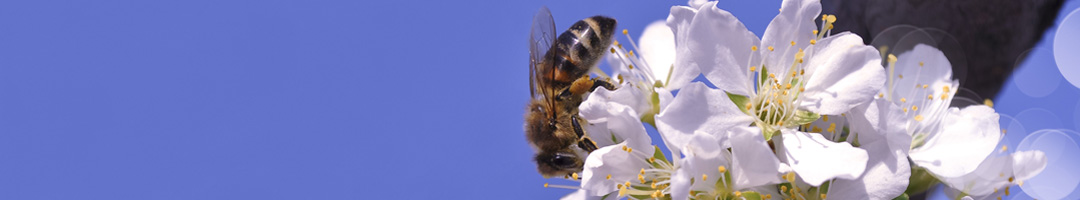 Honey bee collecting nectar