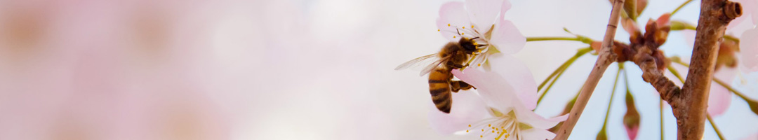 Honey bee collecting nectar