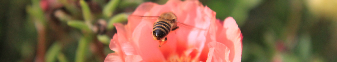 Honey bee flying