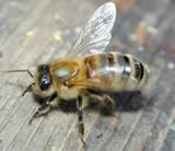 Typical Worker Honey Bee