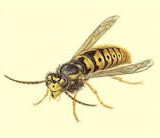Commercial Pest Controllers may be needed to deal with Wasps nests