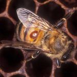 Bee carrying Varroa Mite